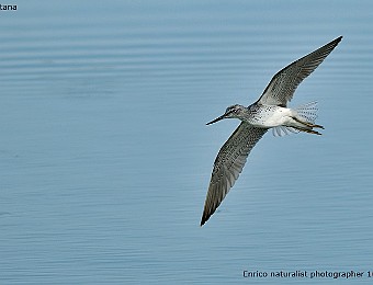 Animali 439